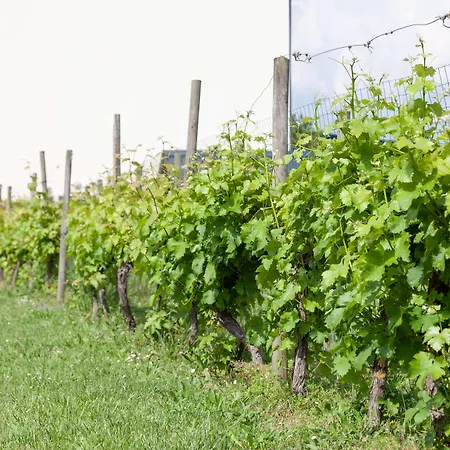 Brit Saumur فندق Distré