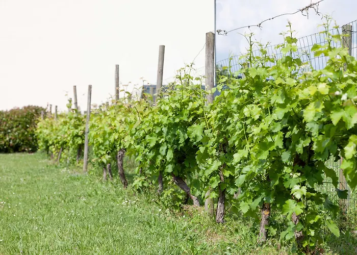 Brit Saumur Hotel Distré